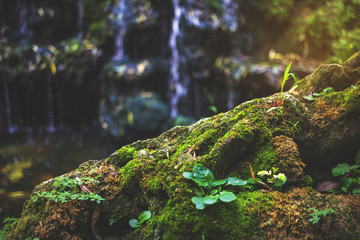 The beauty of mosses and rocks on waterfalls in nature