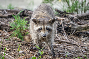 raccoon causing mischief at a campsite