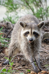 Naklejka na ściany i meble raccoon causing mischief at a campsite