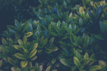 Naklejka na ściany i meble Green plants or green leaves in the tropics as the background