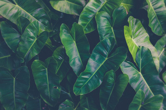 Green Plants Or Green Leaves In The Tropics As The Background