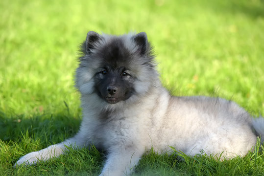 keeshond wolfspitz puppy happy in summer