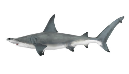 Hammerhead Shark Isolated