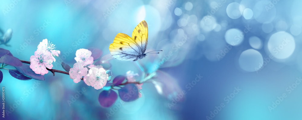 Wall mural Beautiful blue yellow butterfly in flight and branch of flowering apricot tree in spring at Sunrise on light blue and violet background macro. Elegant artistic image nature. Banner format, copy space.