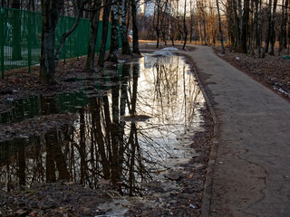 reflection of trees in a puddle in the spring morning