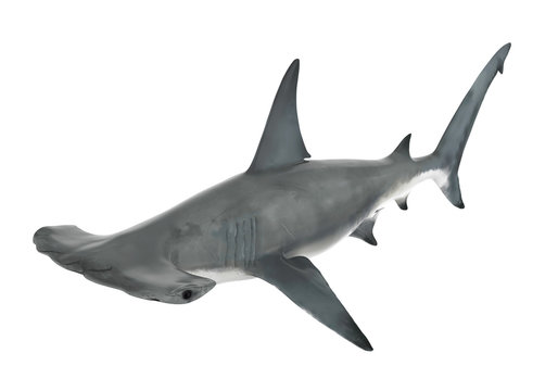 Hammerhead Shark Isolated