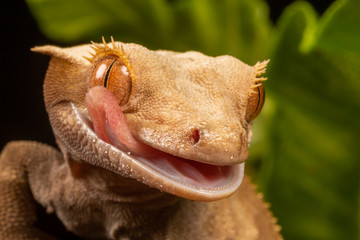 New Caledonian Giant Gecko Rhacodactylus leachianus ssp