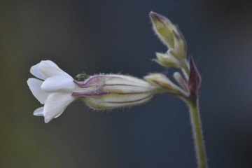 Blühende Weiße Lichtnelke (Silene latifolia)