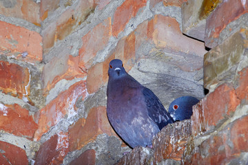 A pair of pigeons on the background of brickwork