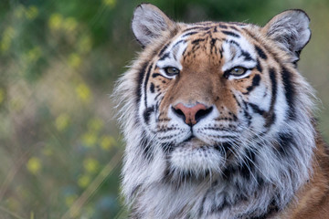 Amur Tiger