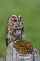 Tawny owl