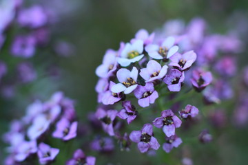 Obraz premium close up details and colors on small tiny flowers on a Hydrangea bush