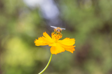 Outdoor spring blooming yellow orange yellow autumn flowers and bees,Cosmos sulphureus Cav.
