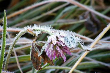 Fototapeta premium Autumn. Frozen flower on a green field.