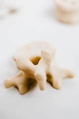 Human vertebra plastic model