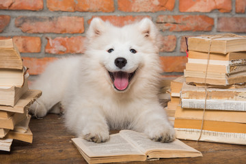 White Samoyed puppy dog with book