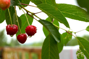 Obraz premium Ripe cherries in the raindrops. blurred background.