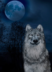 The Wolf and  the moon  in the midnigt