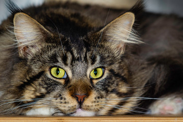 Bored Maine Coon cat lying as a portrait shot.