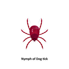 Vector dog tick on a white background Bite the pet Is an insect species The life cycle of an egg is an embryo for an adult teenager.