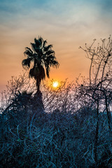 palm trees at sunset on boulevard in los angeles