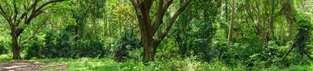 Foto op Aluminium Panoramic Tropical rain forest jungle in Thailand © Singha songsak