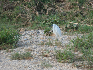Martinet Blanco, en el r&iacute;o Llobregat; ave salvaje en las proximidades de la desembocadura del r&iacute;o Llobregat