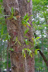 Plant orchids on the tree.