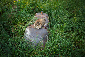 Homeless cat in the poor house for animals. Abandoned cat in a home shelter.