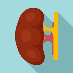 Fototapeta premium Human kidney icon. Flat illustration of human kidney vector icon for web design