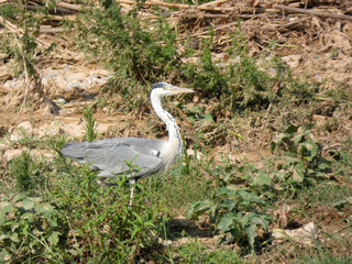Fauna salvaje del río Llobregat, Martinet Pescador en la ribera del río esperando para pescar.