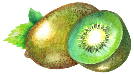 Watercolor Kiwi