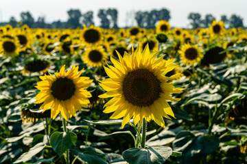 Sunflower landscape with ripened golden sunflower heads in sunset sunshine. Close-up of sunflower heads. Summer flower landscape, fresh wallpaper and nature concept for background