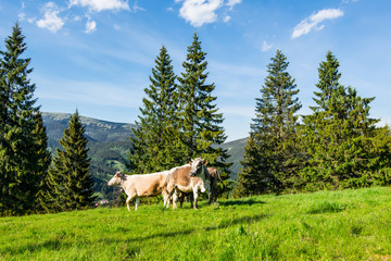 Obraz na płótnie Canvas Cows grazing in the meadow.