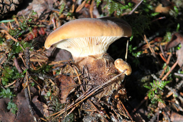 Tapinella atrotomentosa or velvet roll-rim mushroom. July, Belarus