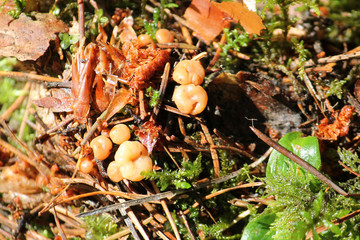 Leotia lubrica or jelly baby mushroom. July, Belarus