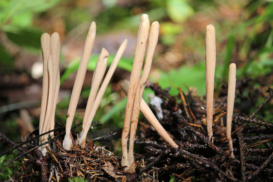 Clavariadelphus ligula or strap coral mushrooms. July, Belarus