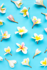 Plumeria or frangipani flower on blue background.