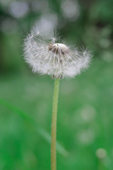 The second blooming of dandelion