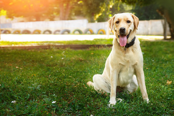 Portrait of golden labrador sitting on a green grass in the looking at camera. Walk the dog concept.