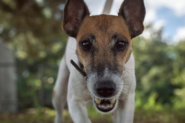 Fox terrier dog for a walk, muzzle
