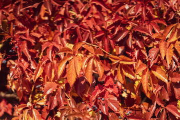 Autumn fresh colorful grapevine foliage, shades of red. Fall season, natural background