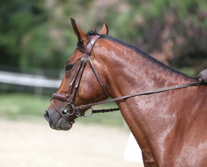 Beautiful young sport horse canter during training outdoors