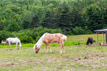 Obraz na płótnie Canvas Horses at Pasture