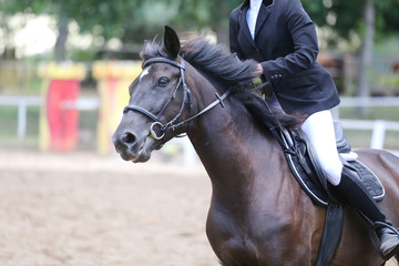 Obraz premium Beautiful young sport horse canter during training outdoors
