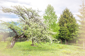 flowering tree in the mountains.
