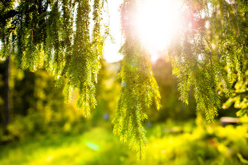 Sun rays through the Carpathian pines