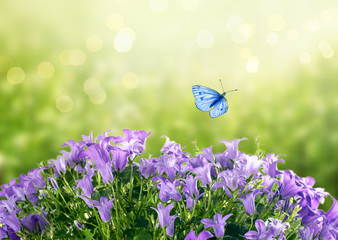 Mysterious spring or summer card with blooming fantasy bluebells campanula flowers blossom and...