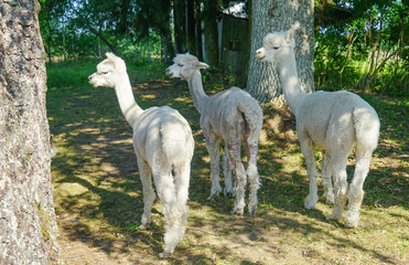Naklejka premium Beautiful Alpaca in a farm