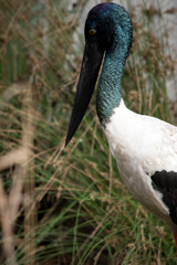 this is a side view of a Stork blue necked